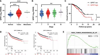 Quinolinate Phosphoribosyltransferase Promotes Invasiveness of Breast Cancer Through Myosin Light Chain Phosphorylation